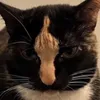 tiktok_id_35