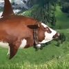 jacob70999