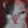 mirandapereiraleo