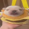noxyr6
