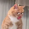 khongtindanongchimngan
