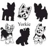 yorkiesforadoption24