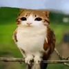 meowlxdxd