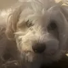 cooltothefella