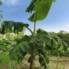 ORO VERDE
