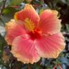 amreen4253