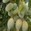 hoa.phong.lan374