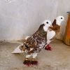 wajidqureshi054