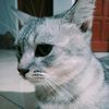 iki_4zril