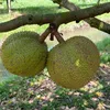 Tài Sầu Riêng