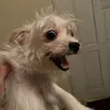 vnngocanh