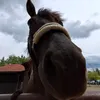 su_equestriqn