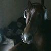 lamine19_goat