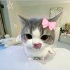 cilaa.star