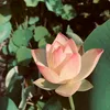 nguyenthao7726