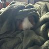 lilpotato127