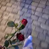 shano00781