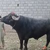 zahidkhan.gojer