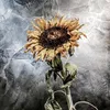 ksunflower7