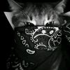 piwwwww039