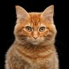 orangehousecat