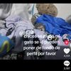 pepinoconsal3