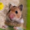 pumpkin.love.hamster