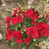 hardi_fayek0