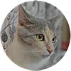 mewwcat7