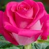 asra_hoseini62