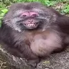 monkey85054