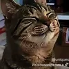 сева