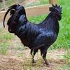 bigblackrosster