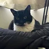 luffysicha