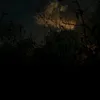 lia._481