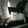 mara_8040