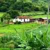 tremdarocauai
