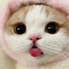 CatTownMemes