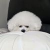 chanybh1