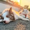 The Puppy Grows Up Diaries