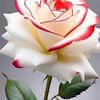 user88239235987508