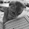nour811811