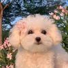 Funny dogs _986