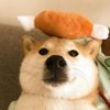 funnydog947