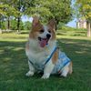 Funny dogs 226