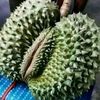 cep_udinnn