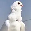 5a_o.p