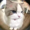 t_an041
