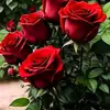 djilalihamdaoui82