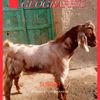 marwat.lala8